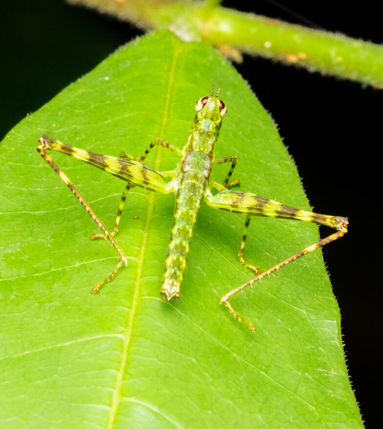 Young short-horned grasshopper, family Acrididae, Ojochal Costa Rica