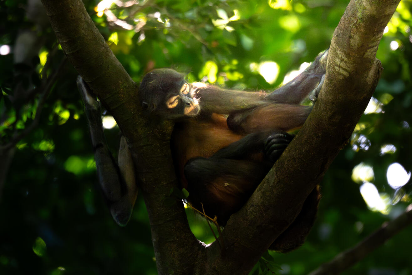 Central American spider monkey, Corcovado National Park Costa Rica