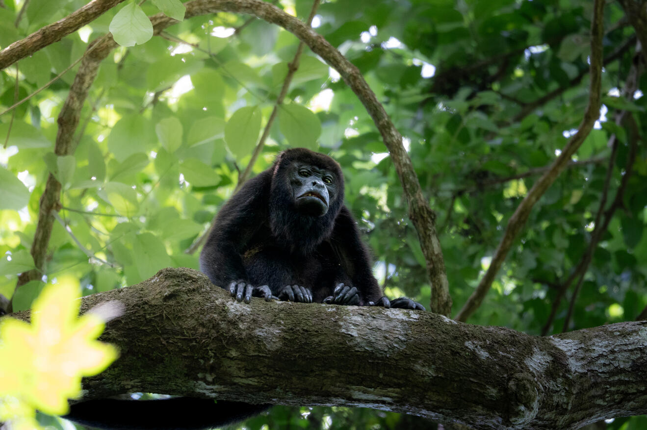 Mantled howler monkey, Corcovado National Park Costa Rica