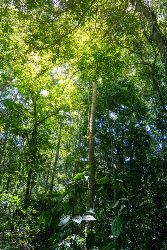Corcovado National Park Costa Rica