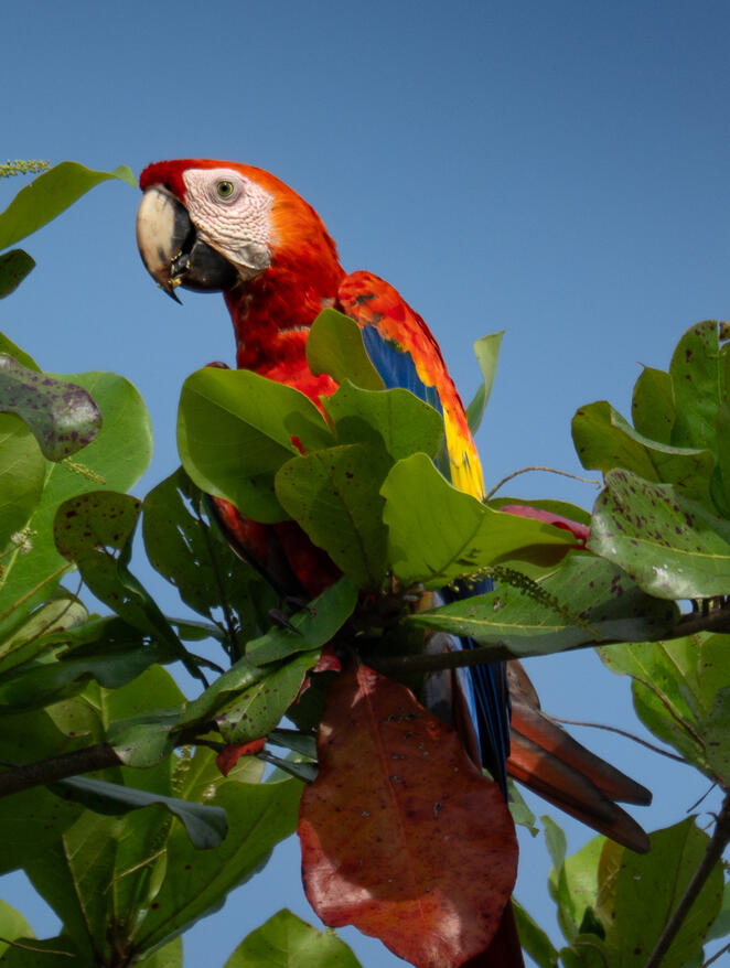 Scarlet macaw, Sierpe River Costa Rica