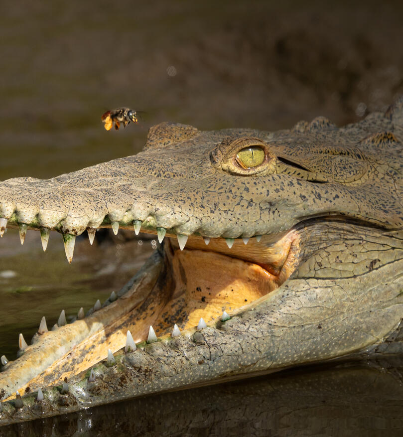 American corcodile, Sierpe River Costa Rica