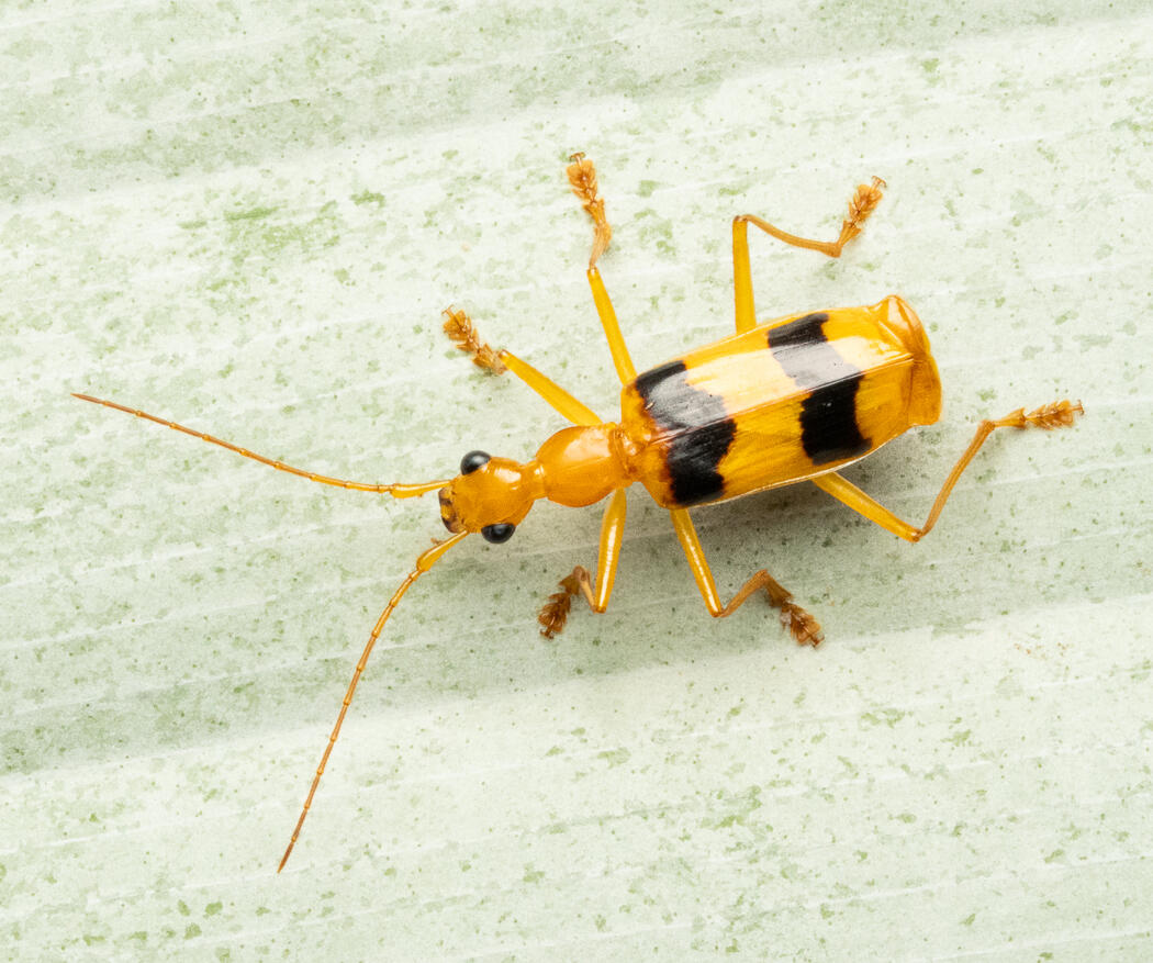 Lebiine ground beetle, Ojochal Costa Rica