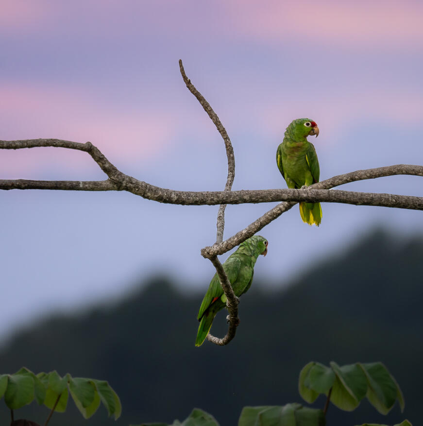Red-lored parrots (amazona autumnalis), Ojochal Costa Rica