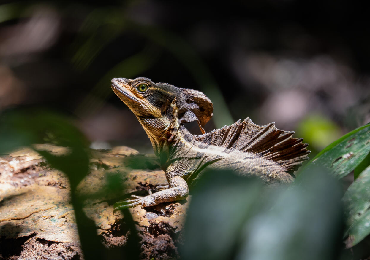Common basilisk, Corcovado National Park Costa Rica