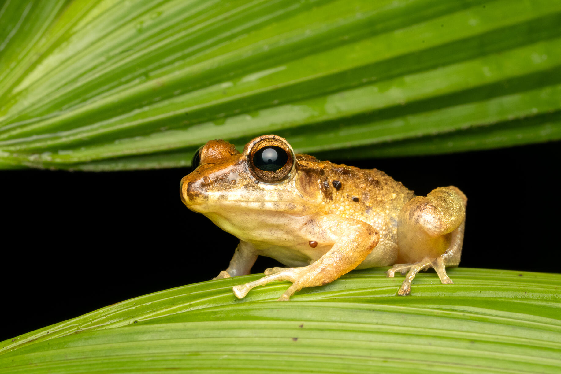 Costa Rica